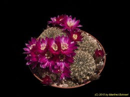 Sulcorebutia dorana HJ807 2055